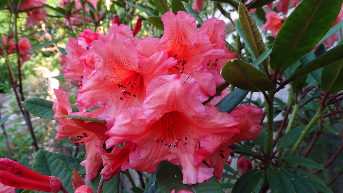 Tortoiseshell Orange